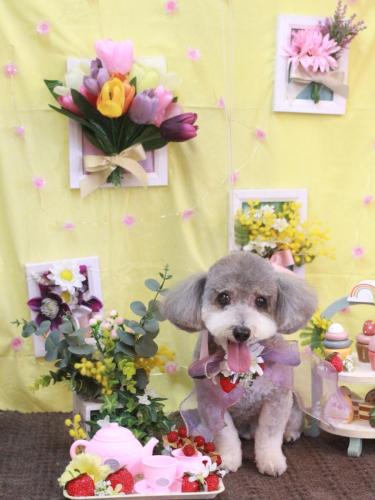 20230316チップちゃん